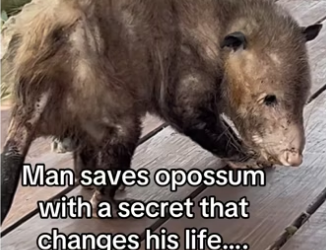 vote Amber! #wholesome #animalsoftiktok