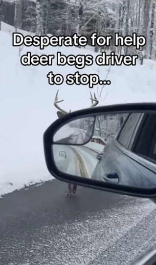 Wait elders #wholesome #animals