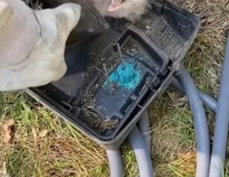 Wait jacket! #wholesome #animals