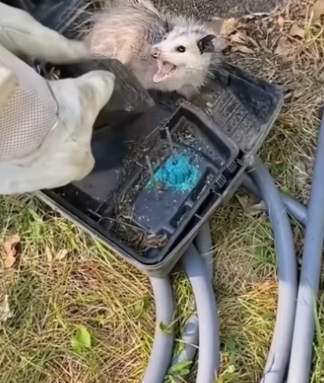 Wait jacket! #wholesome #animals