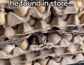 Wait magic #wholesome #animalsoftiktok