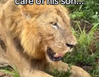 He will be king #animalsoftiktok #wholesome
