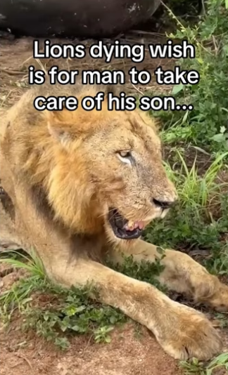He will be king #animalsoftiktok #wholesome