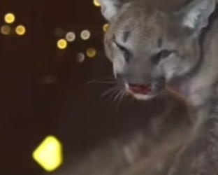 She came back making muffins #animalsoftiktok #wholesome