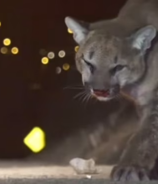 She came back making muffins #animalsoftiktok #wholesome