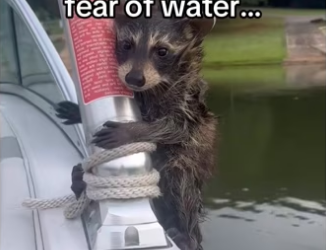 She did it! #wholesome #animalsoftiktok