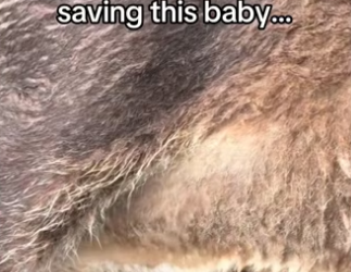 Wait it.. #wholesome #animalsoftiktok