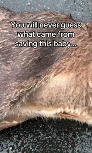 Wait it.. #wholesome #animalsoftiktok