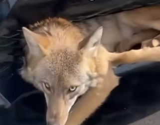 What would you do #animalsoftiktok #wholesome