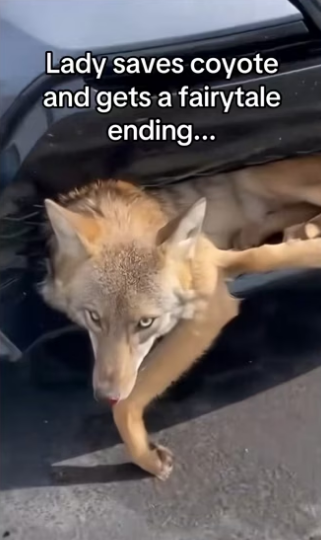 What would you do #animalsoftiktok #wholesome