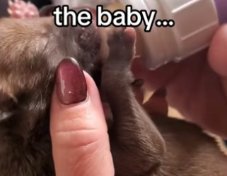 Couple gets family they dreamed of #wholesome #animalsoftiktok