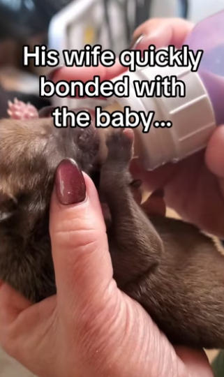 Couple gets family they dreamed of #wholesome #animalsoftiktok