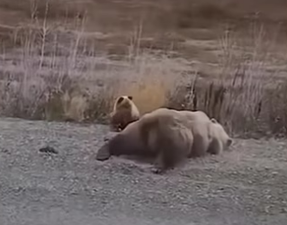 purr #wholesome #animals