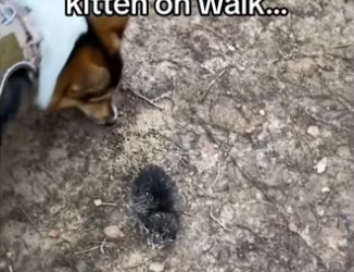 Wait magic #animalsoftiktok #wholesome