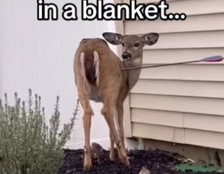 can believe she survived #wholesome #animalsoftiktok