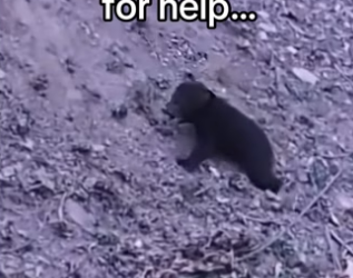 dad found them! #wholesome #animalsoftiktok