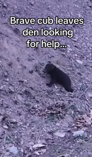 dad found them! #wholesome #animalsoftiktok