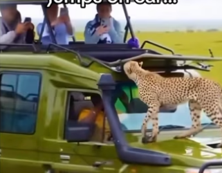 He of family now #wholesome #animalsoftiktok