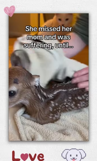 He met her baby year later #wholesome #animals_part2