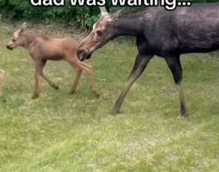 He rode moose! #wholesome #animalsoftiktok