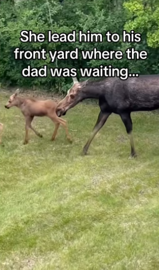He rode moose! #wholesome #animalsoftiktok