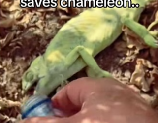 power of prayer #wholesome #animalsoftiktok