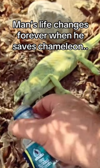 power of prayer #wholesome #animalsoftiktok