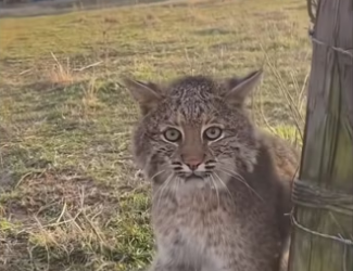 They came back #wholesome #animalsoftiktok