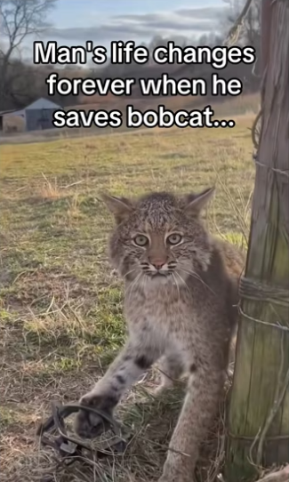 They came back #wholesome #animalsoftiktok