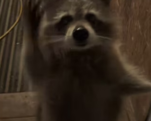 He knew his mom was there him #wholesome #animalsoftiktok