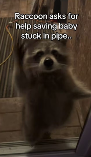 He knew his mom was there him #wholesome #animalsoftiktok