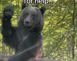 Magic caught on camera #animalsoftiktok #wholesome