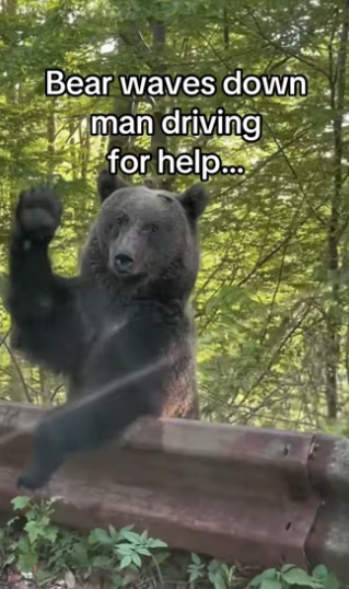 Magic caught on camera #animalsoftiktok #wholesome