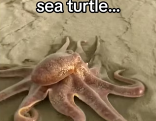 Man discovers mutualistic relationship off of coast of Australia #w…