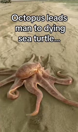 Man discovers mutualistic relationship off of coast of Australia #w…