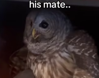 Proof animals are sentient #wholesome #animalsoftiktok