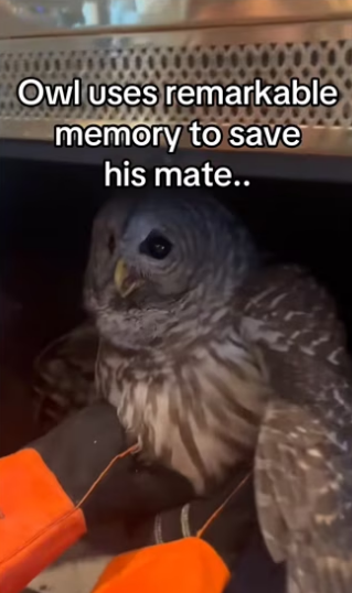 Proof animals are sentient #wholesome #animalsoftiktok