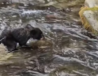 They became besties #wholesome #animalsoftiktok