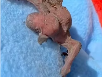 Was it coincidence #wholesome #animalsoftiktok