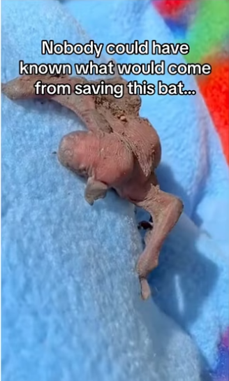 Was it coincidence #wholesome #animalsoftiktok