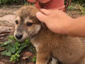 A homeless puppy wandering around, his body dirty, begging for some f…