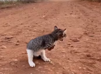 Abandoned Kitten Congenital Defect Lost Two Front Limbs, Just Trying …