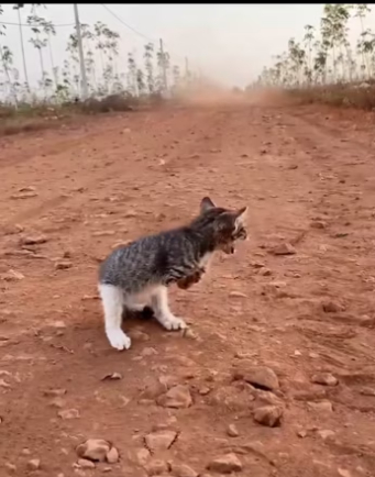 Abandoned Kitten Congenital Defect Lost Two Front Limbs, Just Trying …