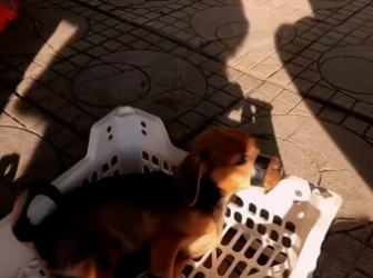 Rescued a dog from a cruel owner who had duct tape around his mouth a…