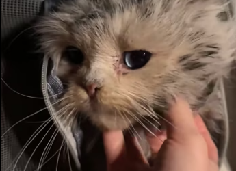 saw an abandoned cat drinking rainwater by roadside. It was so