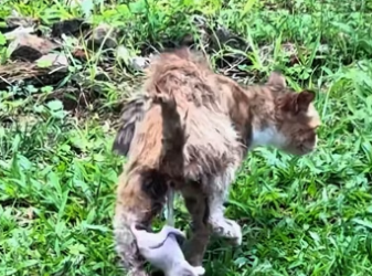 saw careless mother cat giving birth to kitten. kitten were…