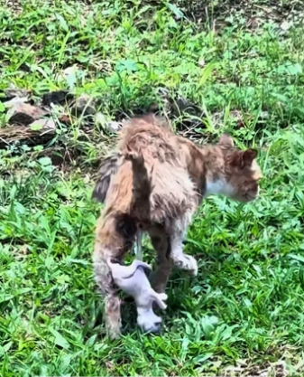 saw careless mother cat giving birth to kitten. kitten were…