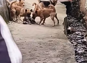 saw cat being bullied by pack of dogs, so chased dogs awa…