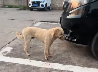 saw dog its mouth tightly tied up iron wire,and then #r…