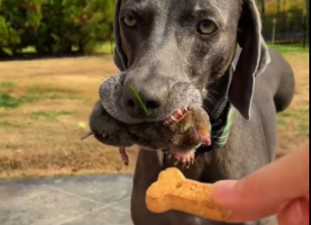 saw dog small animal in its mouth, so traded biscuit f…